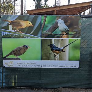 Sneak Peek Banner of Birds Going to be Featured in Kingdoms of Asia Songbird Aviary