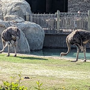 Common Ostriches