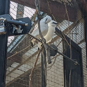 Bali Myna Pair