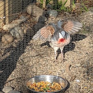 Luzon Bleeding-Heart Wings Out
