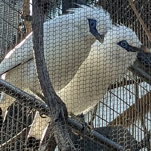 Close Up of the Bali Myna Pair