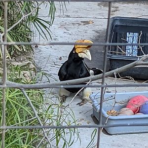 Female Rhinoceros Hornbill 02