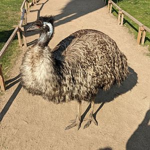Emu 08