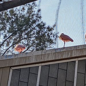Sleeping Roseate Spoonbills and a Scarlet Ibis
