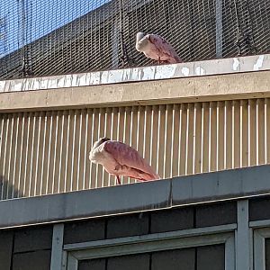 Sleeping Roseate Spoonbills