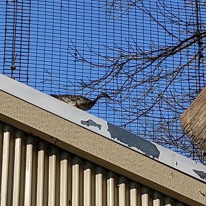 One of the Resident Sunbitterns