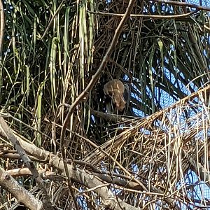 The New Female Boat-billed Heron