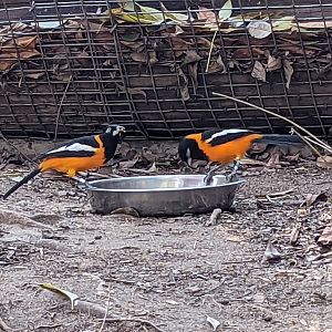 Feeding Venezuelan Troupials 01