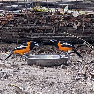 Feeding Venezuelan Troupials 02