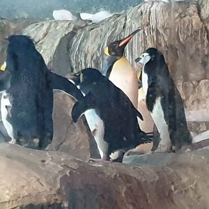 3 Penguin species