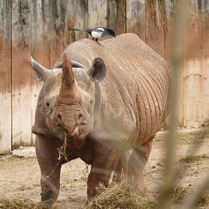 Sita and magpie, February 2022