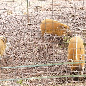 Red River Hogs, February 2022