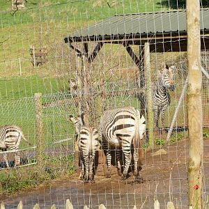 Hartmann's Mountain Zebras, February 2022