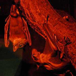 Straw-Coloured Fruit Bats  - Cotswolds 2021