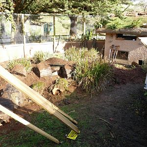 Former Cusimanse enclosure, February 2022