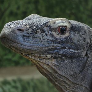 Komodo Dragon