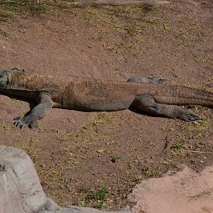 Komodo Dragon