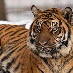 Sumatran Tiger Kemala