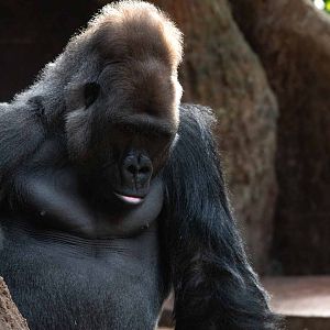 Western Lowland Gorilla Sadiki