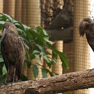 Hamerkop pair