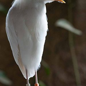 Cattle Egret