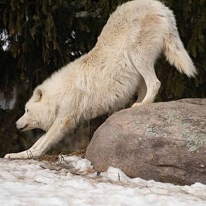 Arctic Wolf