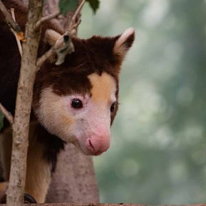 Matschie's Tree Kangaroo Puzzle