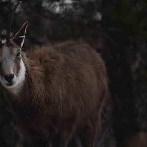 Chamois