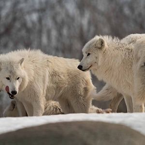 Arctic Wolf Pack