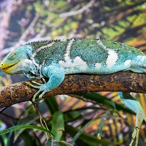 Fijian Crested Iguana