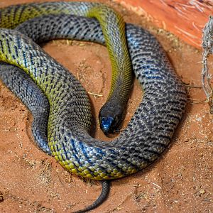 Inland Taipan