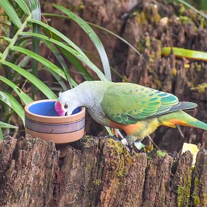 Feeding Rose-crowned Fruit-Dove