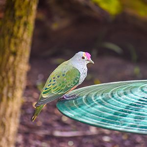 Rose-crowned Fruit-Dove