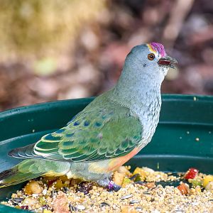 Rose-crowned Fruit-Dove swallowing a fig