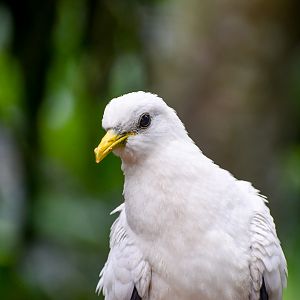Torresian Imperial Pigeon