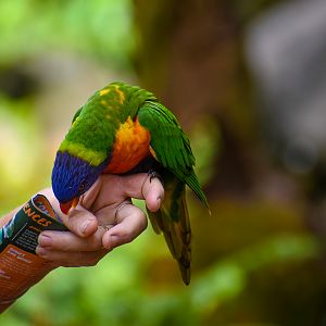 Rainbow Lorikeet
