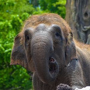 Sumatran Elephant - Widya