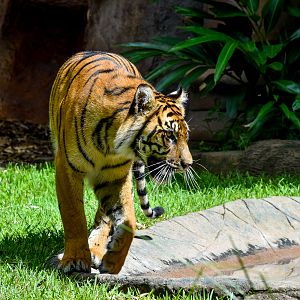 Sumatran Tiger