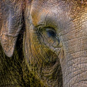 Sumatran Elephant