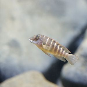Cichlid ID