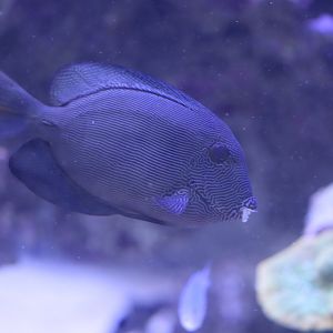 Surgeonfish ID