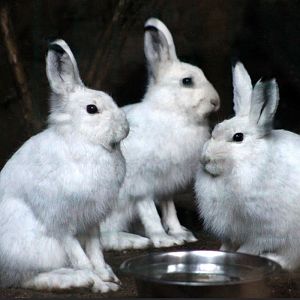Mountain hare (Lepus timidus)