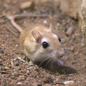 Pale gerbil (Gerbillus perpallidus)