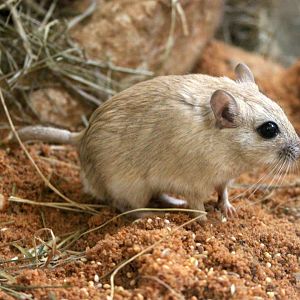 Sundevall's jird (Meriones crassus perpallidus)