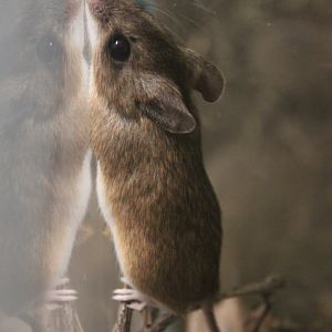 Cimrman's Ural field mouse (Apodemus uralensis cimrmani)