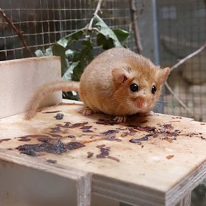 Hazel dormouse (Muscardinus avellanarius)