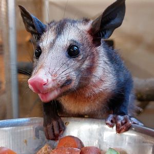 Common opossum (Didelphis marsupialis)