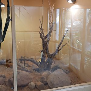 Enclosure Gila monster