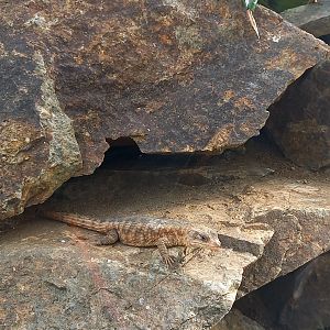 Tropical girdled lizard - Cordylus tropidosternum