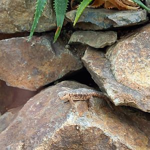 Tropical girdled lizard - Corydoras tropidosternum